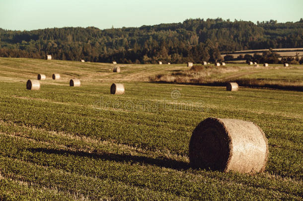 夏天用稻草包收割的田地