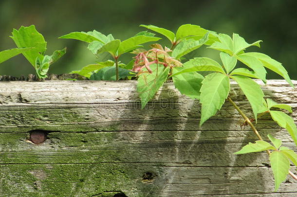 爬山虎栅栏钉子植物西洋参