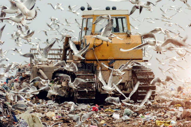 用海鸥在垃圾填埋场上移动地球