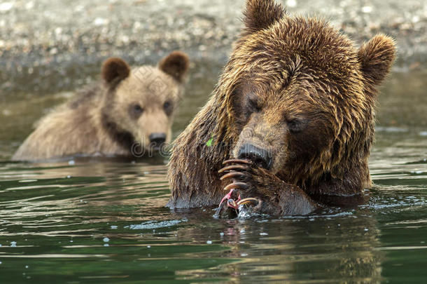 棕熊不想和她的幼崽分享捕获的鲑鱼。 库里湖。