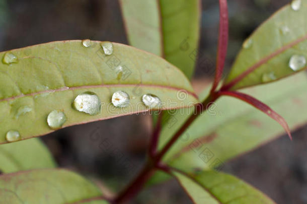 雨滴