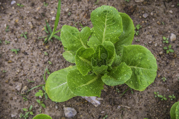 农业植物学的特写镜头饮食地球