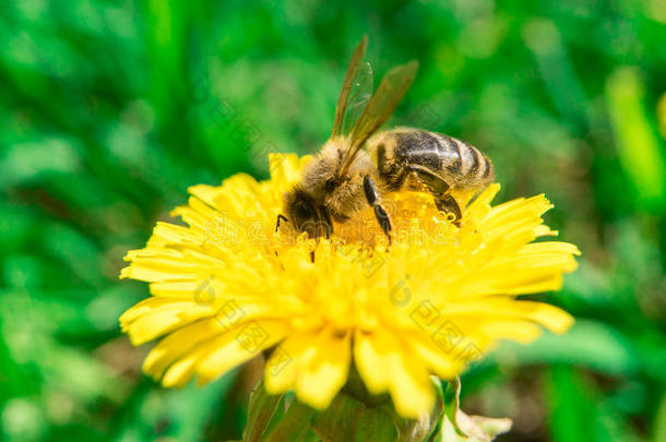 蜜蜂在夏天在黄色蒲公英上收集蜂蜜的花蜜