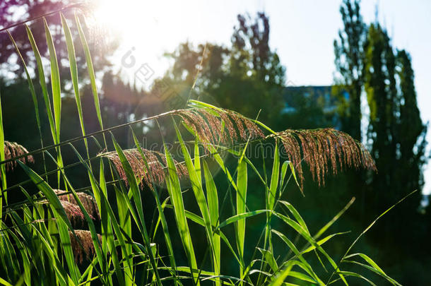 羽毛植物日落太阳耀斑温暖的户外公园