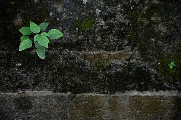 生长在石墙上<strong>的</strong>绿色<strong>植物</strong>