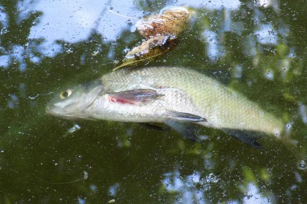 污染湖泊上的死鱼，化学损伤
