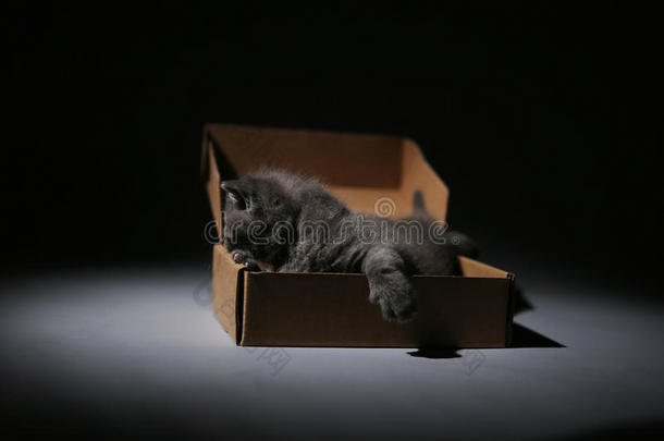 小猫在纸板<strong>箱</strong>里