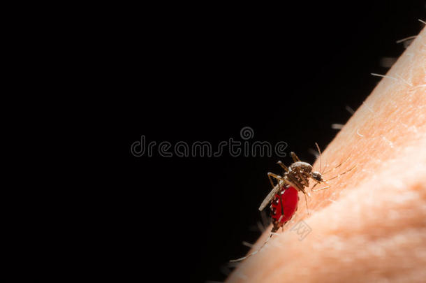 埃及伊蚊。 关闭蚊子吸血，媒介传播的疾病，奇昆古尼亚。登革热。裂谷热。黄铁