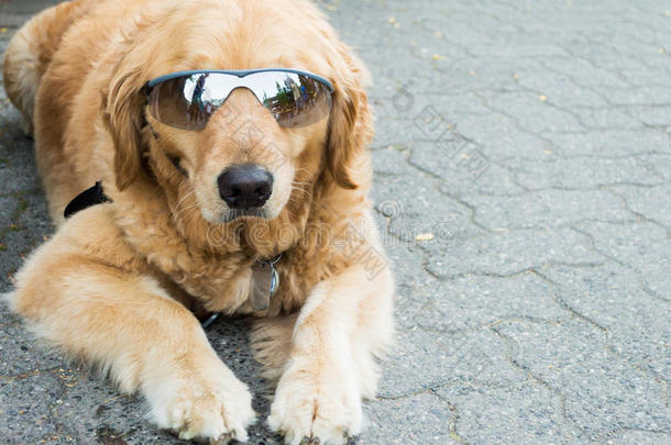 戴太阳镜的酷狗