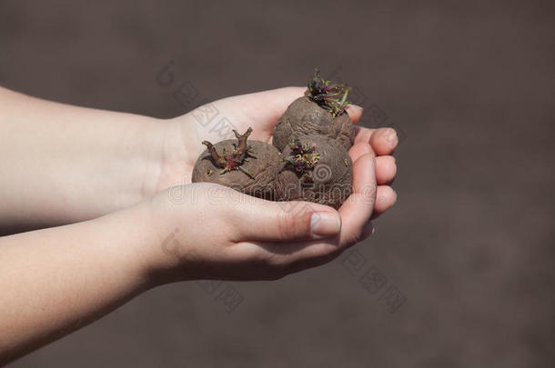 农业背景棕色的萌芽特写镜头