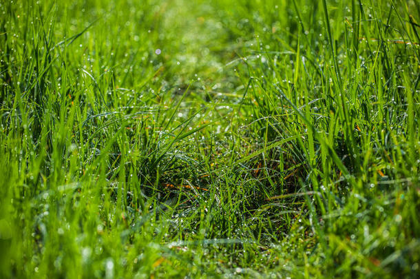 绿色的草。 露珠在清新的绿色春草上特写。