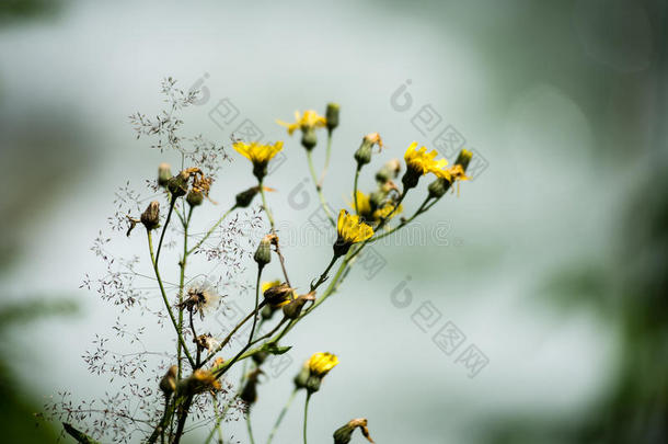 春天的森林花朵和花朵