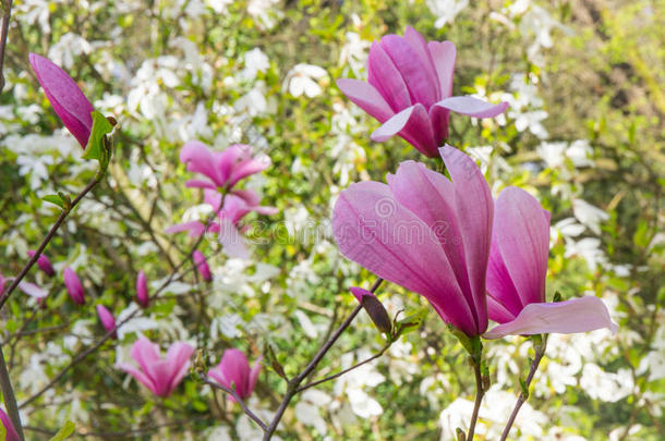 春天，在阳光明媚的花园或公园里盛开五颜六色的<strong>玉兰花</strong>