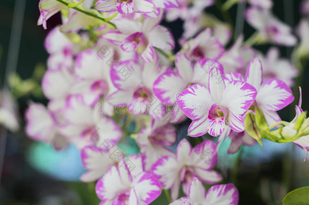 美丽的兰花花园。