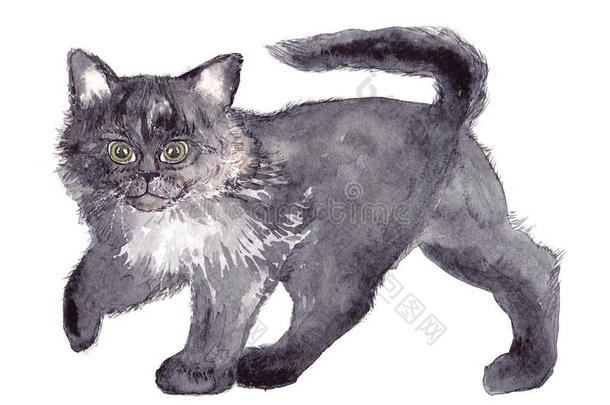 猫，<strong>水</strong>彩画，<strong>素描</strong>，油漆，动物，插图