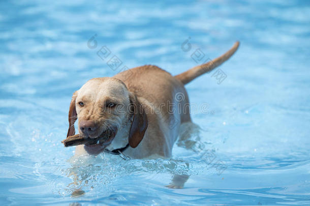 狗，从游泳池里取木头