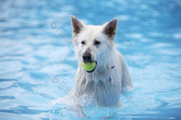 动物水生的球最好的蓝色
