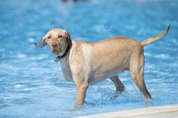 狗，拉布拉多猎犬，站在游泳池里
