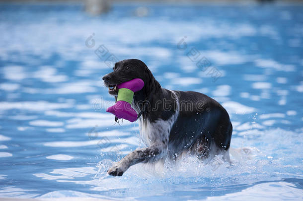 狗在游泳池里取<strong>玩</strong>具