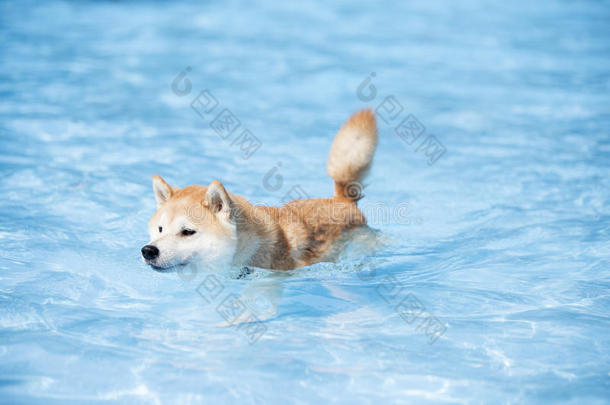 狗，秋田，在游泳池游泳