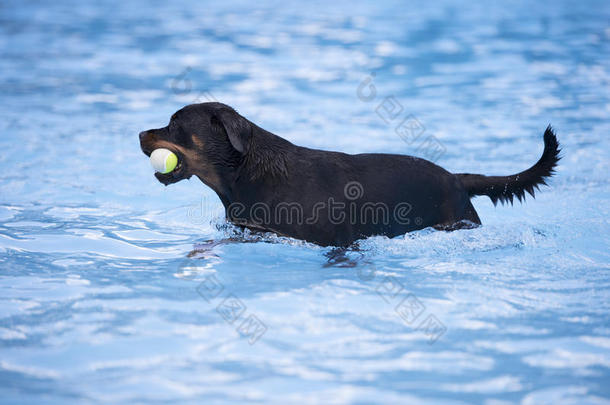 狗，罗特威勒，游泳池里有网球
