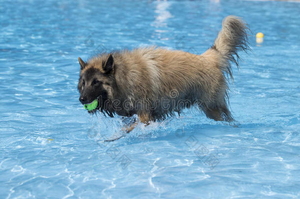 狗，比利时牧羊犬Tervuren，在游泳网球