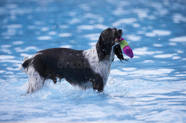 狗在游泳池里取玩具