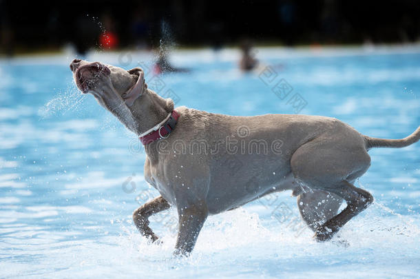 狗，魏玛勒，在游泳池里
