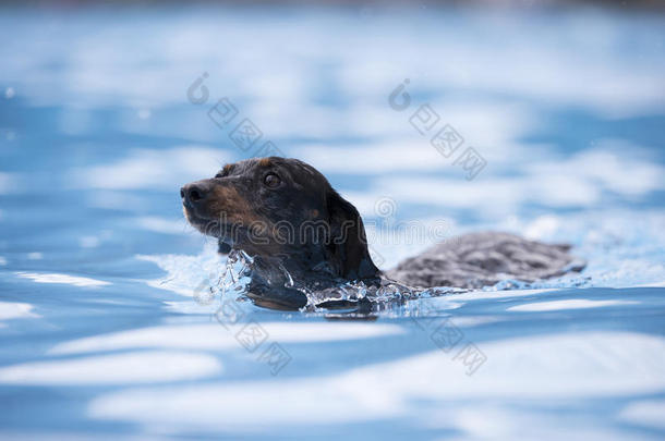 狗，达奇森德，在蓝色的水里游泳