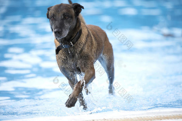 狗，比利时牧羊犬，来自游泳池