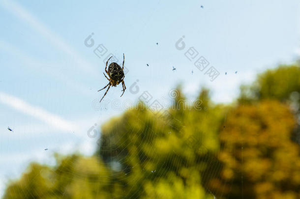 十字蜘蛛在它的蛛网上