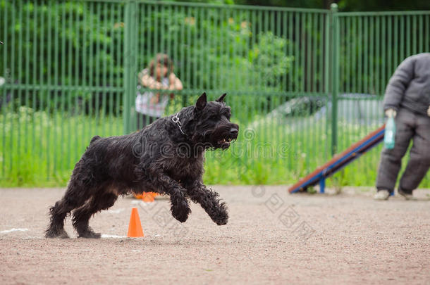 狗比赛，警犬训练，狗运动