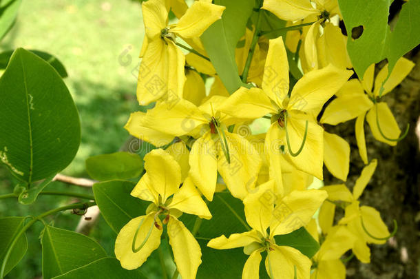 决明子瘘管花