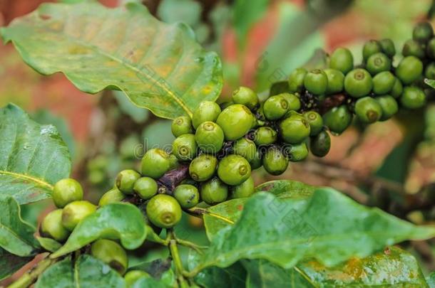 咖啡树的豆子