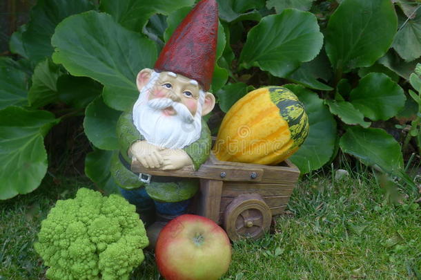 有趣的花园侏儒与手推车，南瓜，西兰花和苹果