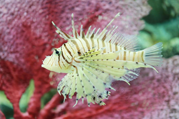 动物水族馆水生的亚洲美丽的