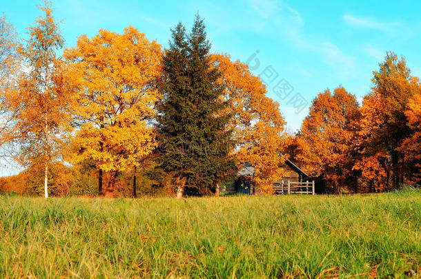 秋天的风景-小房子在明<strong>亮</strong>的<strong>橙色</strong>秋树在阳光明媚的秋天天气。