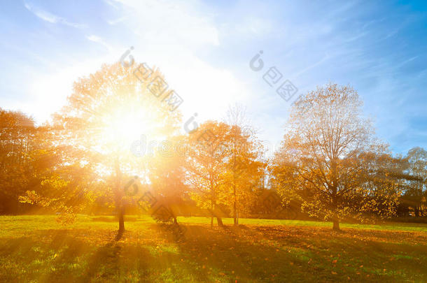 秋天的风景-黄色的秋天公园在秋天阳光明媚的晚上。 五颜六色的秋景日落公园与阳光。