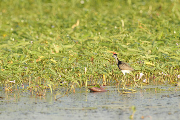 梳顶Jacana，黄河，澳大利亚