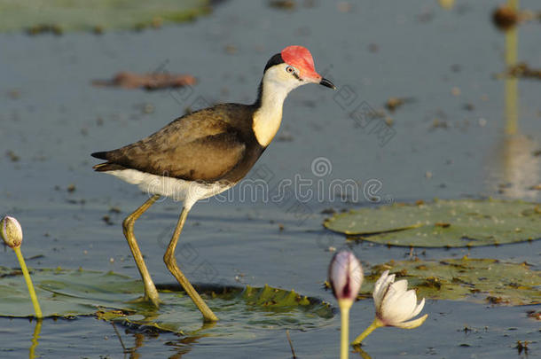 梳顶Jacana，黄河，澳大利亚