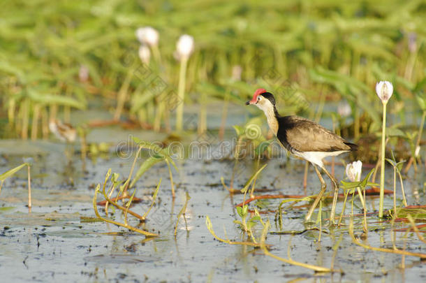 梳顶Jacana，黄河，澳大利亚