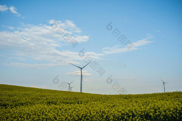 领域植物权力风风车