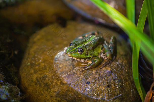 绿色的<strong>小青</strong>蛙坐在池塘里的岩石上。