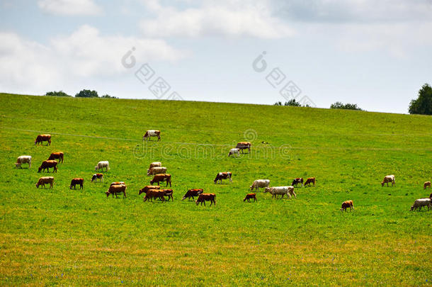 绿色草地上的一群牛