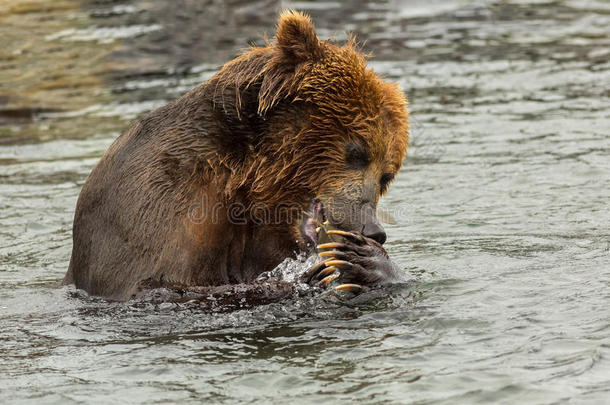 棕熊吃在<strong>千岛湖</strong>钓到的鱼。