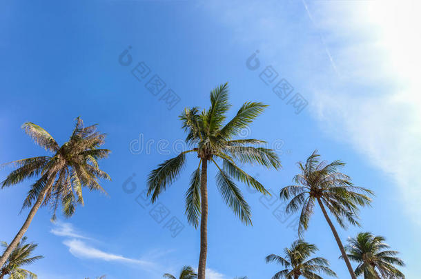 椰子棕榈树群以蓝天为背景，作为夏天