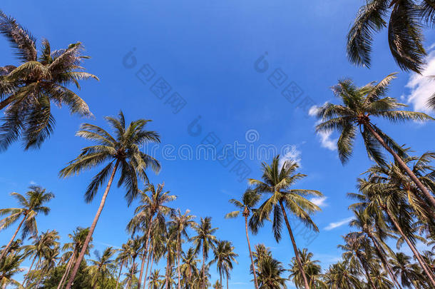 椰子棕榈树群以蓝天为背景，作为夏天