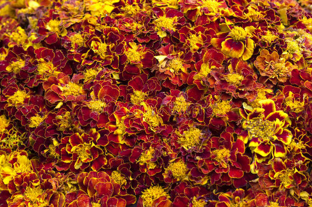 花卉装饰背景，地毯黄色万寿菊花