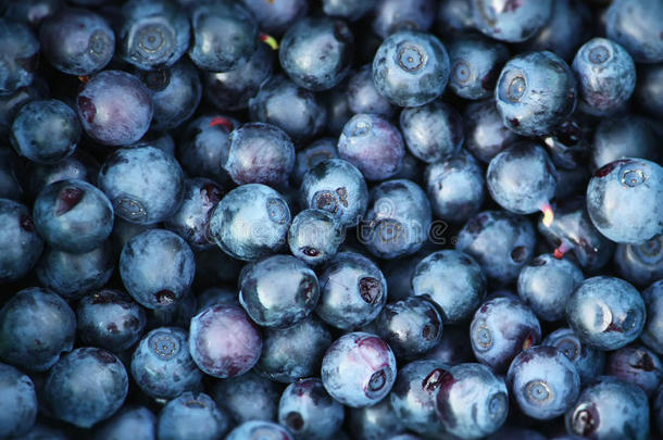 新鲜采摘的蓝莓