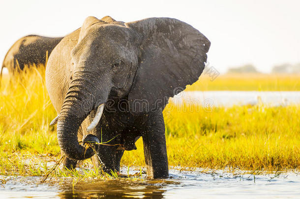 大象用喷水